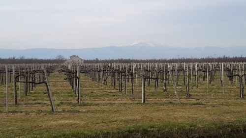 vineyard wine vine