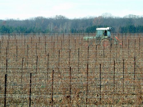 vineyard agriculture farming
