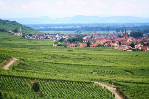 vineyard france agriculture