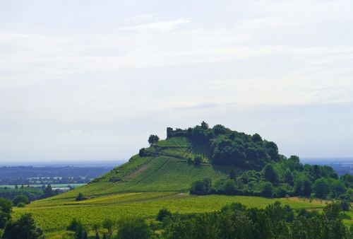 vineyard hill winegrowing