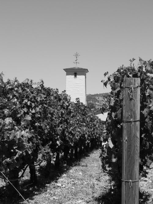 vineyard building wine