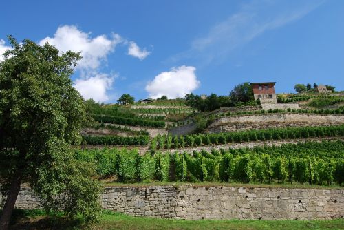 vineyard freyburg saale unstrut