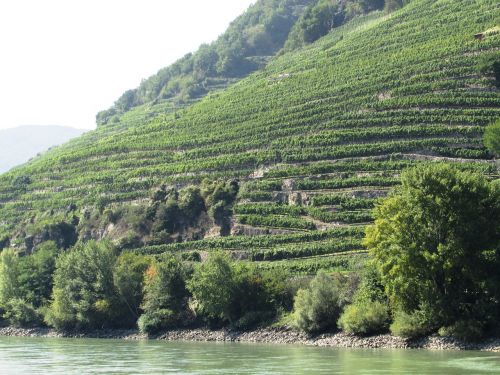 vineyard slope danube valley