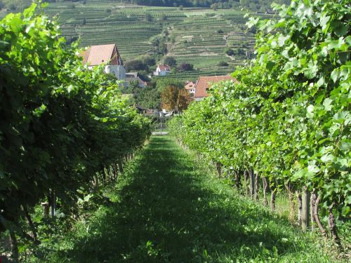 vineyard wachau austria