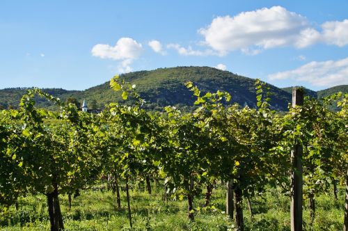 vineyard grapevine the grapes