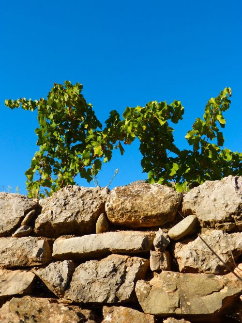 vineyard wall sky