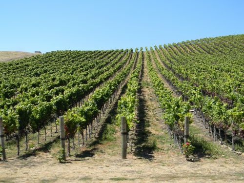vineyard california scenic