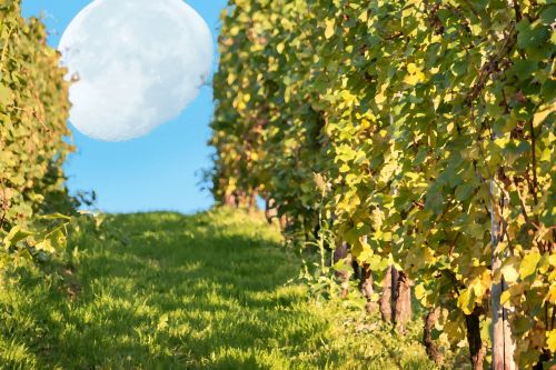vineyard moon vine