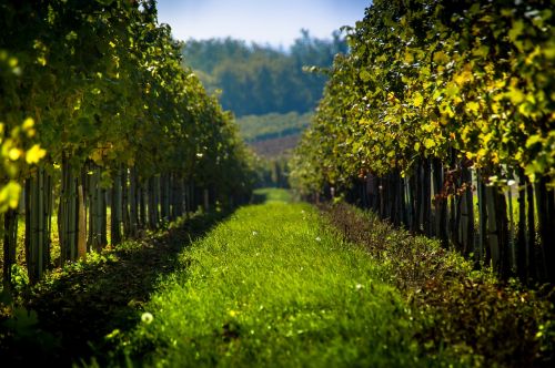 vineyard nature austria