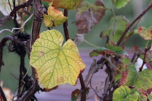 Vineyard Autumn Background