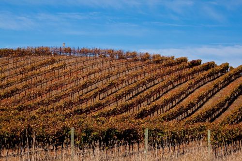 vineyard in sonoma vineyard sonoma