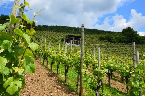 Vineyard In Switzerland