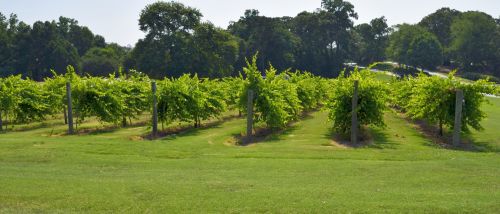 Vineyard Landscape