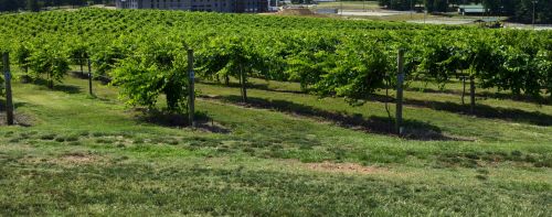 Vineyard Landscape