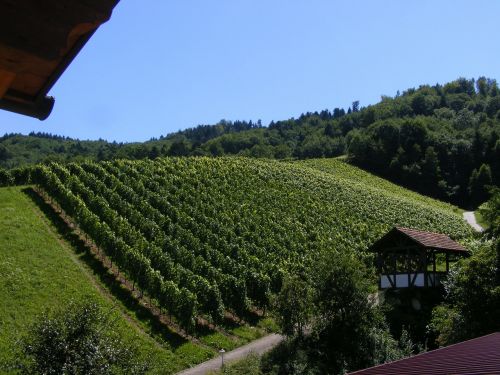 vineyard wine durbach black forest