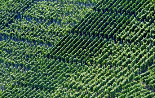 vineyards winegrowing vines