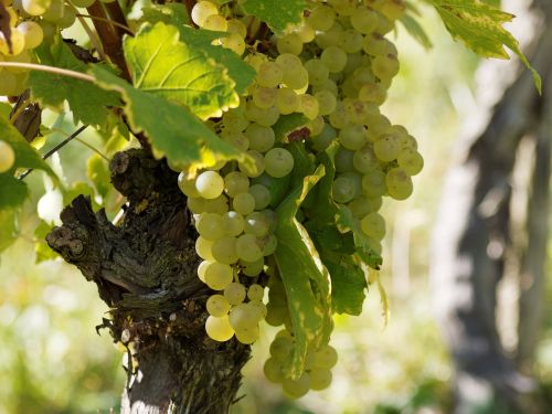 vineyards grapes vines