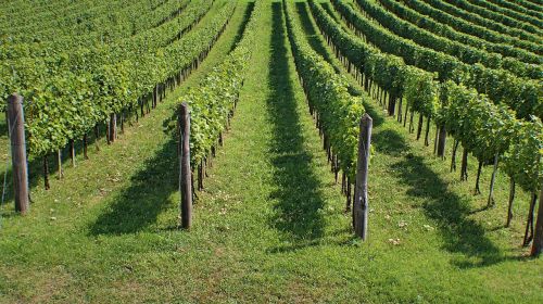 vineyards winery wine