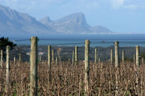 vineyards sea wine