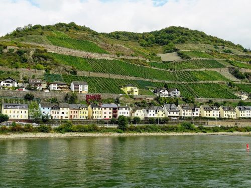 vineyards mosel nature