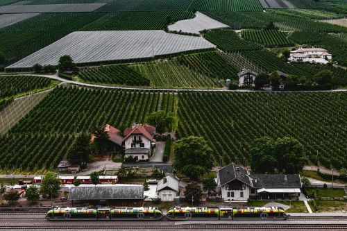 vineyards vines winegrowing