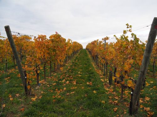 vineyards vines grapes