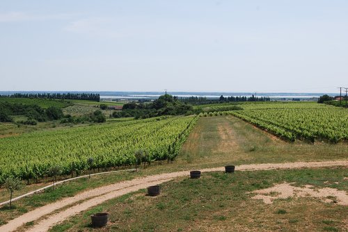 vineyards  wine  france