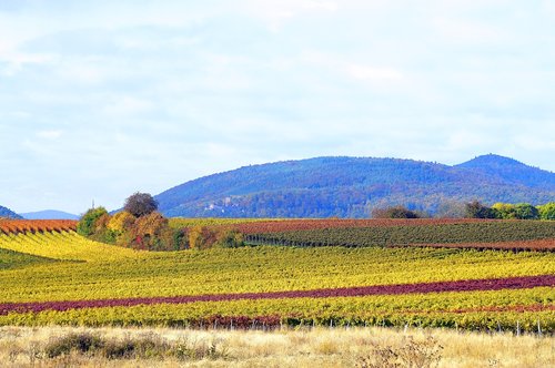 vineyards  autumn  landscape
