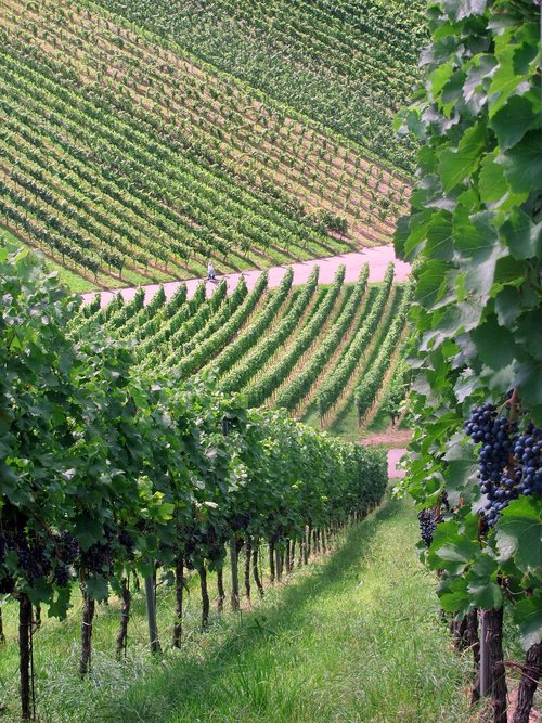 vineyards  germany  strümpfelbach
