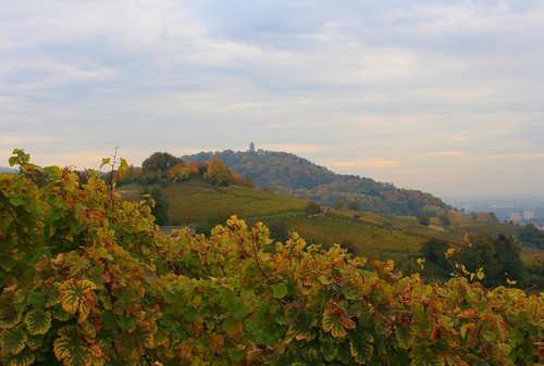 vineyards  nature  autumn