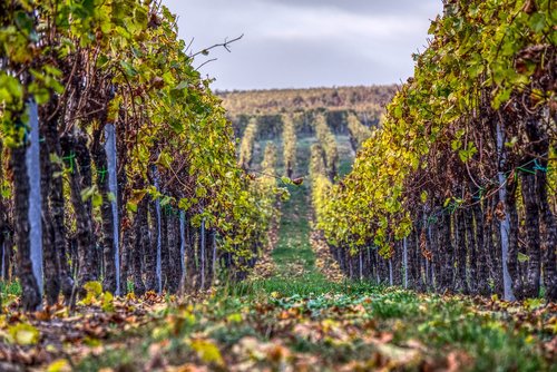 vineyards  vines  wine