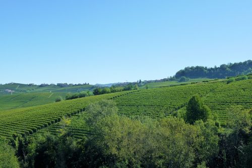 vineyards italy barolo