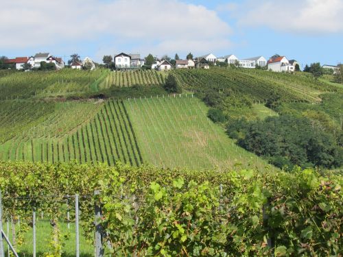 vineyards landscape winegrowing