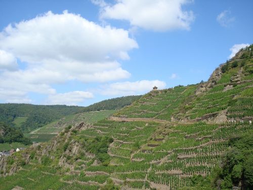 vineyards winegrowing nature