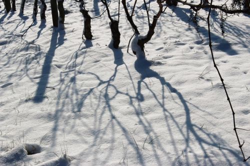 vineyards snow shadow