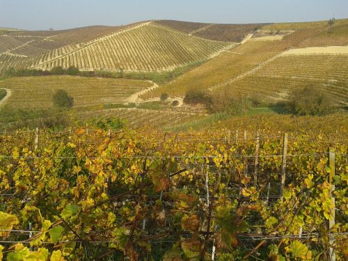 vineyards wine monferrato