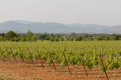 vineyards landscape view