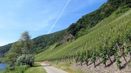 vineyards vines wine