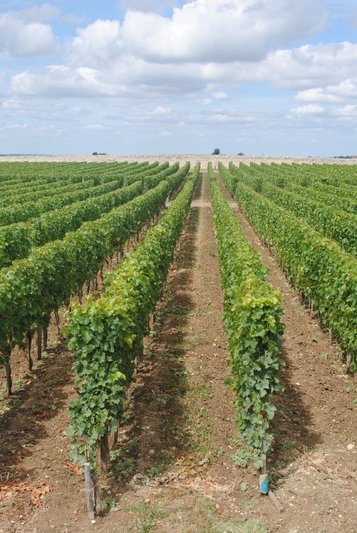 vineyards france french