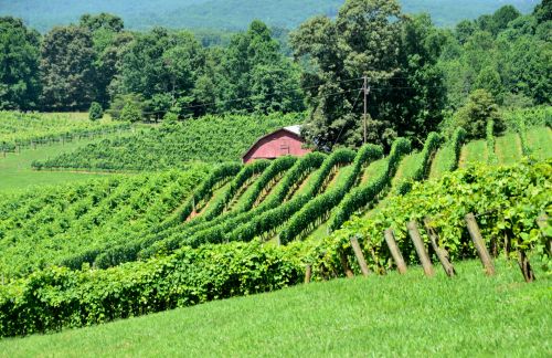 Vineyards Of North Georgia, USA