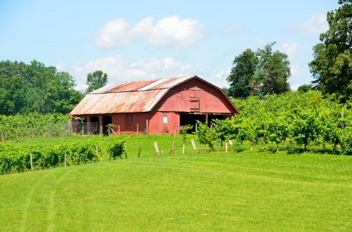 Vineyards Of North Georgia, USA