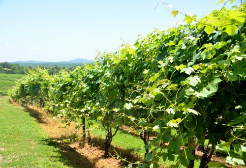 Vineyards Of North Georgia, USA