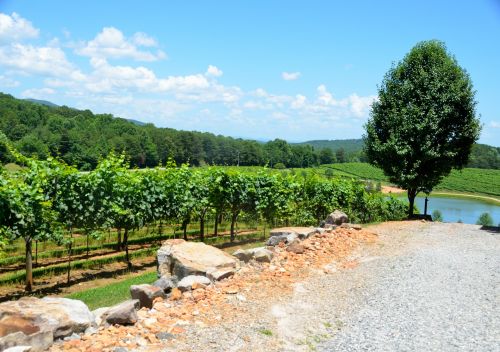 Vineyards Of North Georgia, USA