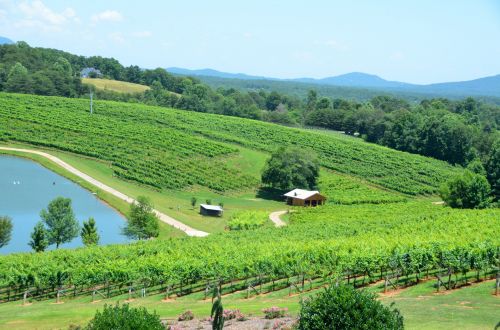 Vineyards Of North Georgia, USA