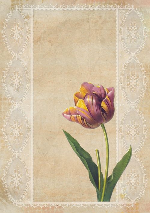 vintage tulip background