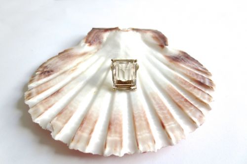 vintage scallop shell