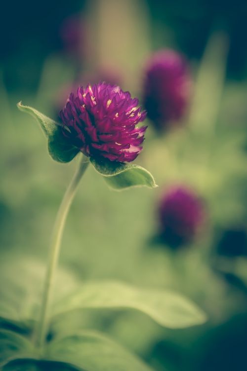clover vintage flower