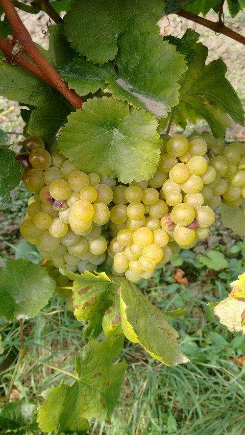 vintage grapes harvest
