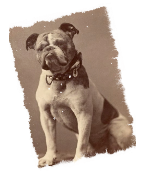 vintage photograph dog