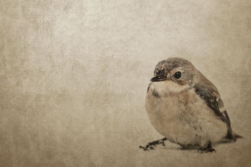 vintage bird sparrow